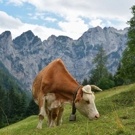 SolčavaTourist Farm Gradisnik公寓 外观 照片