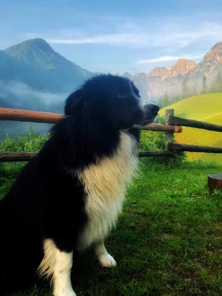 SolčavaTourist Farm Gradisnik公寓 外观 照片