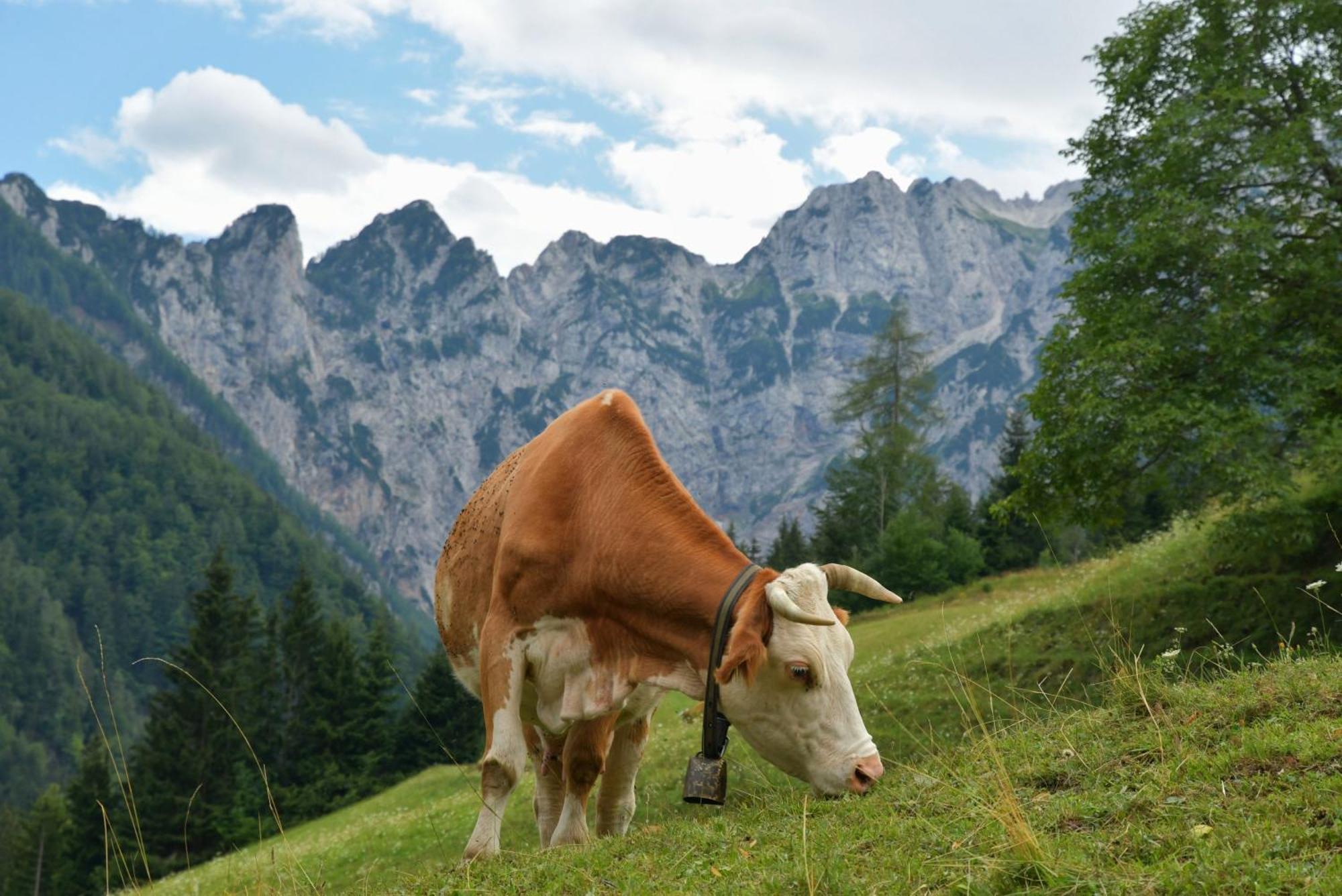 SolčavaTourist Farm Gradisnik公寓 外观 照片