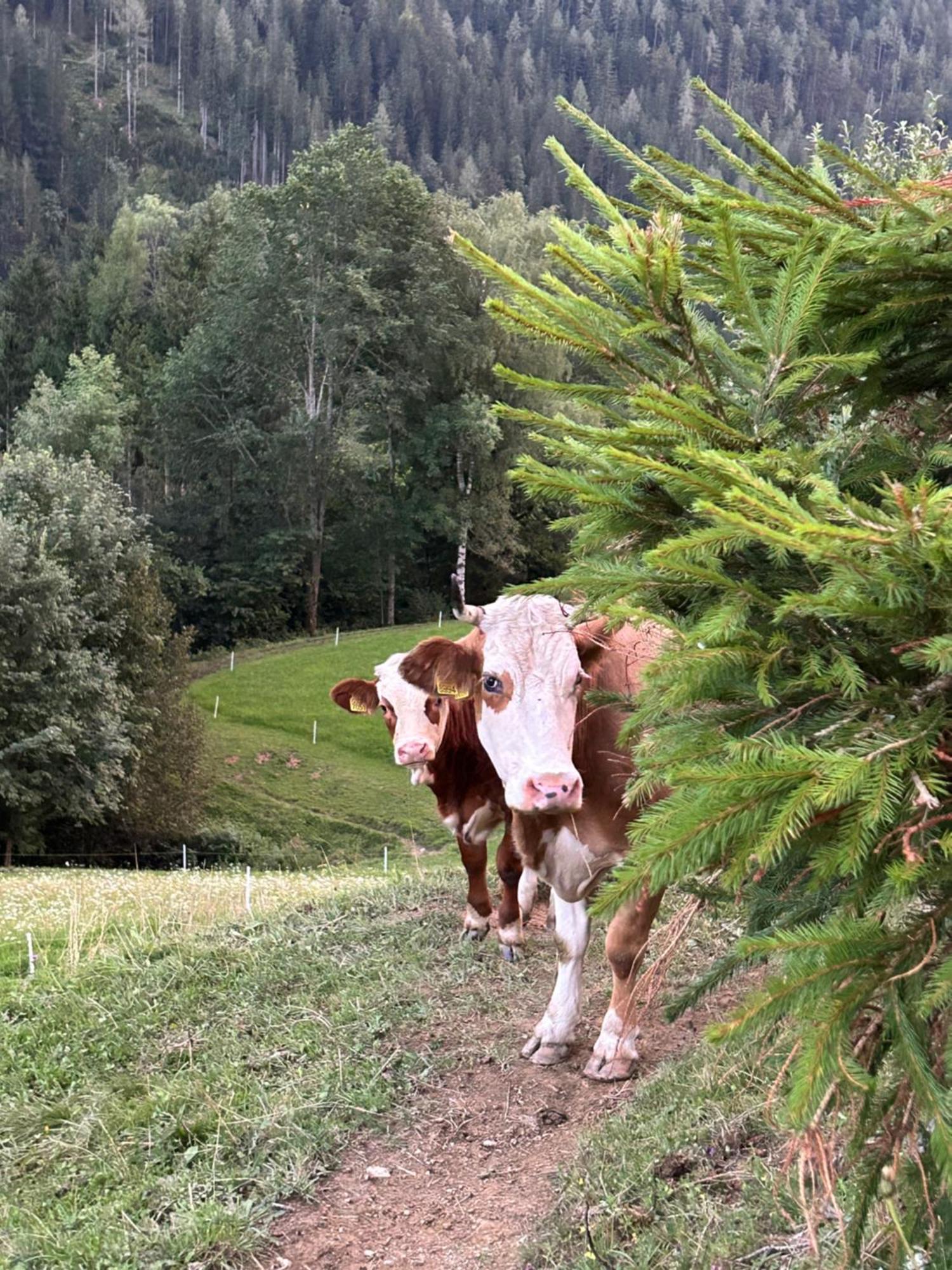 SolčavaTourist Farm Gradisnik公寓 外观 照片