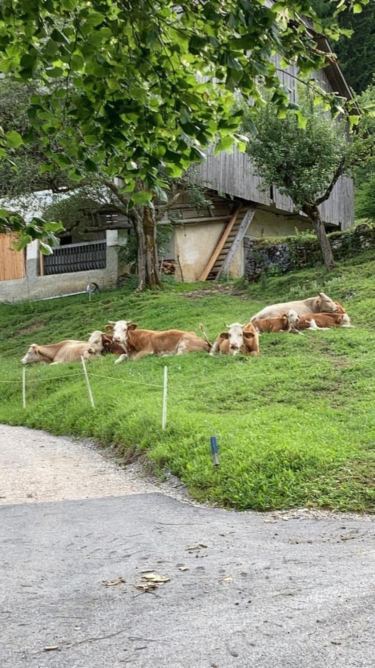 SolčavaTourist Farm Gradisnik公寓 外观 照片