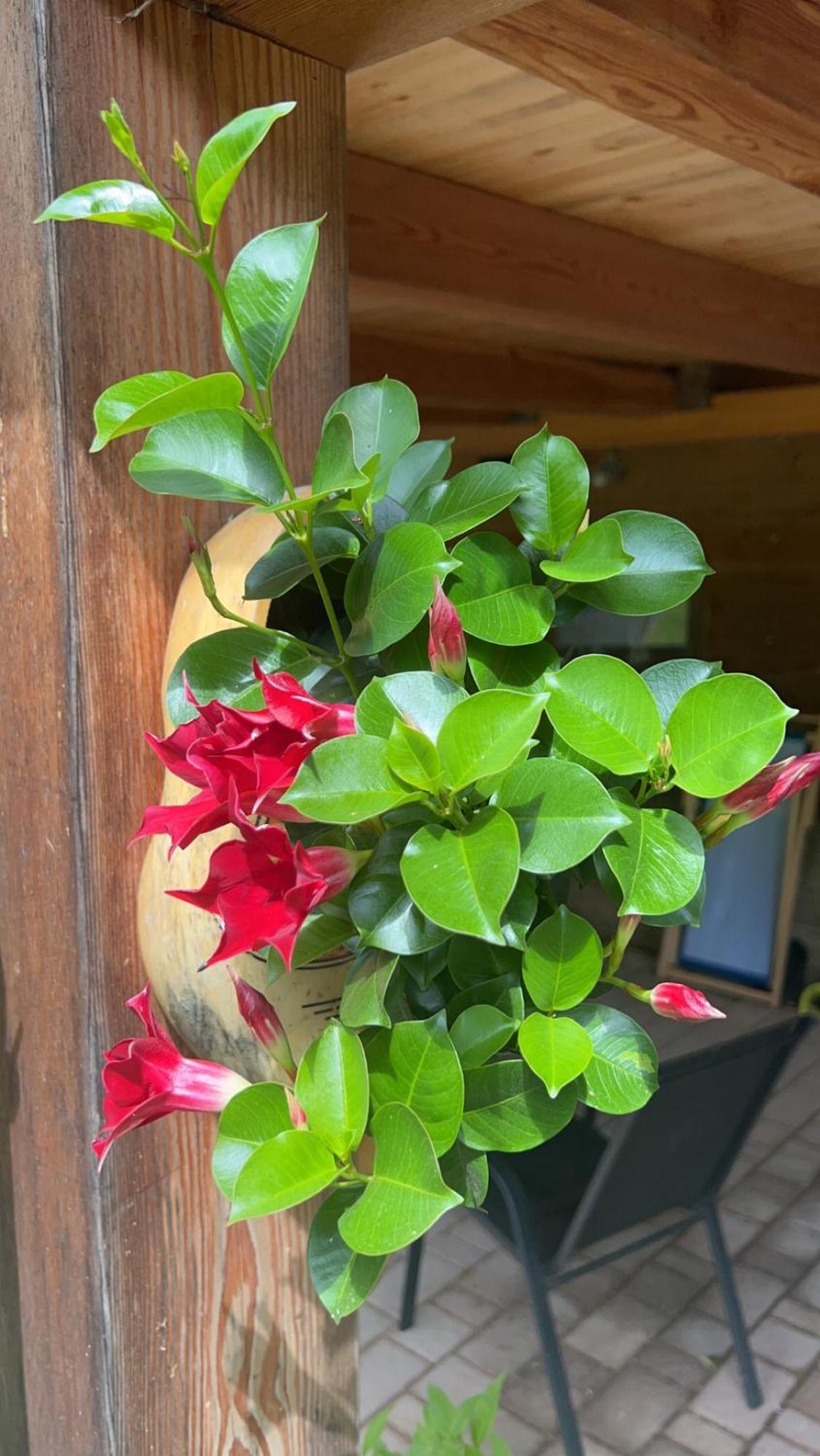 SolčavaTourist Farm Gradisnik公寓 外观 照片