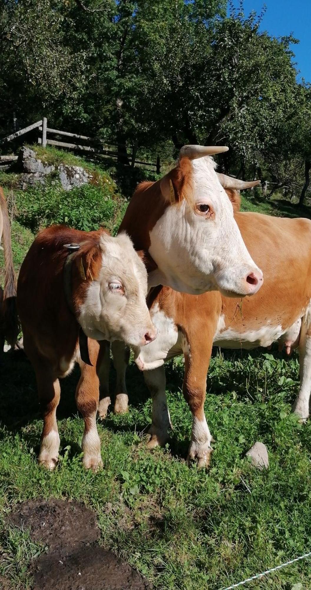 SolčavaTourist Farm Gradisnik公寓 外观 照片